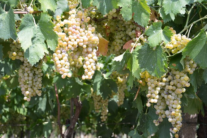 Pagus Wine Tours® - Soave and Amarone - Half day wine tour - Valpolicella and Amarone, the fuller second half