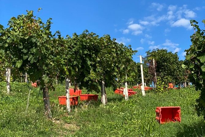Premium Private Prosecco Hills Tour - 2 Wineries. Private tour. - Lunch at Collalbrigo with hill views