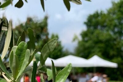 Premium Private Prosecco Hills Tour – 2 Wineries. Private tour.
