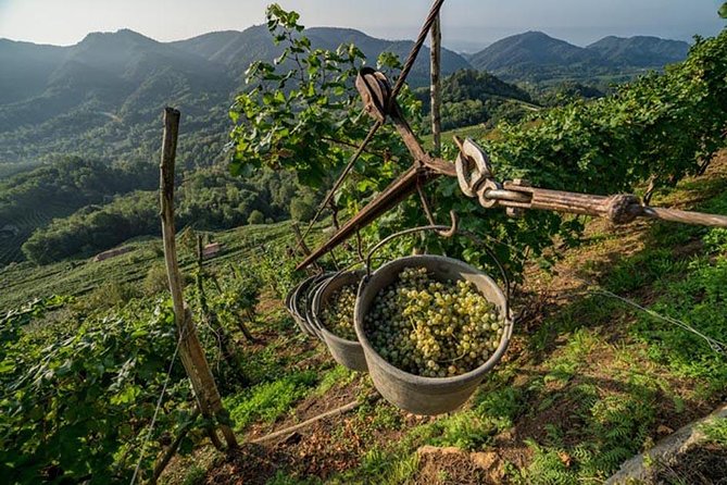 Premium Prosecco Hills Winery Tour with Prosecco Tastings & Food - Meeting the winemaker at a family-run cellar