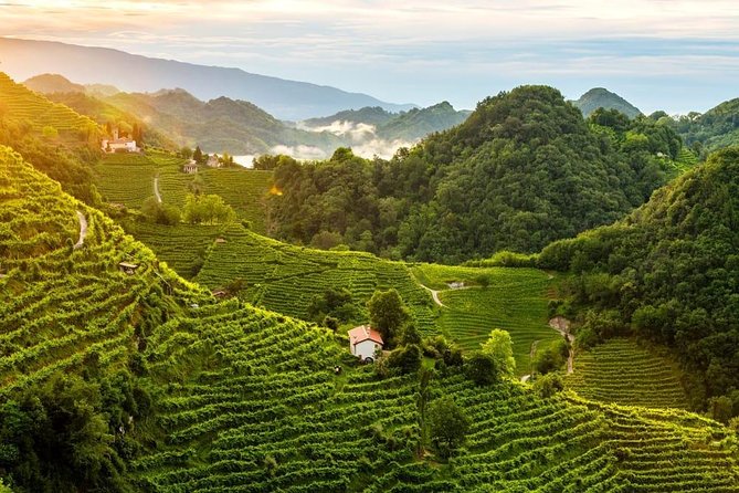 Premium Prosecco Hills Winery Tour with Prosecco Tastings & Food - Who should book this Prosecco tour?