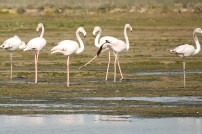 Private Boat Tour to Murano, Burano and Torcello - Timing, meeting point, and practical details