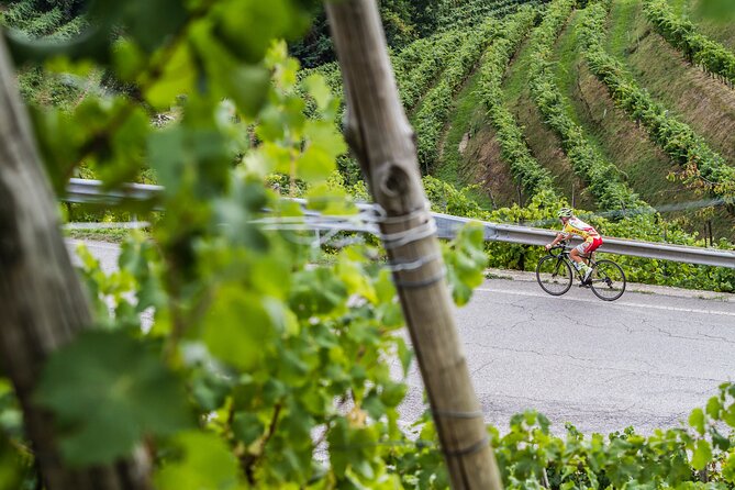 Private Prosecco Tour, with a certified Sommelier - Six wines, with lunch left open