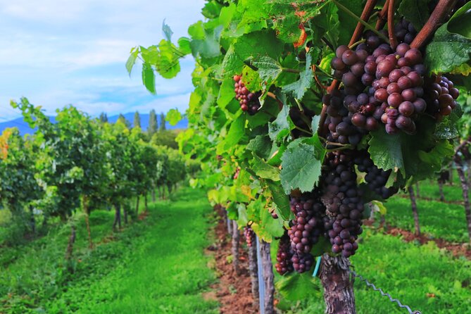 Private Valpolicella Day Trip from Venice: Wine Tasting and Verona - Soave: a short look at castle country