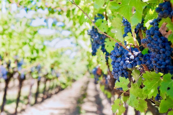 Private Valpolicella Day Trip from Venice: Wine Tasting and Verona - Price, group size, and what you actually receive