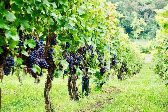 Private Valpolicella Day Trip from Venice: Wine Tasting and Verona - Who should book this Valpolicella day trip?