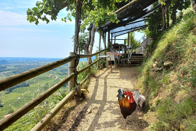 Prosecco Hills Day Trip from Venice & Treviso: 2 Wineries - Who will enjoy this Prosecco day?