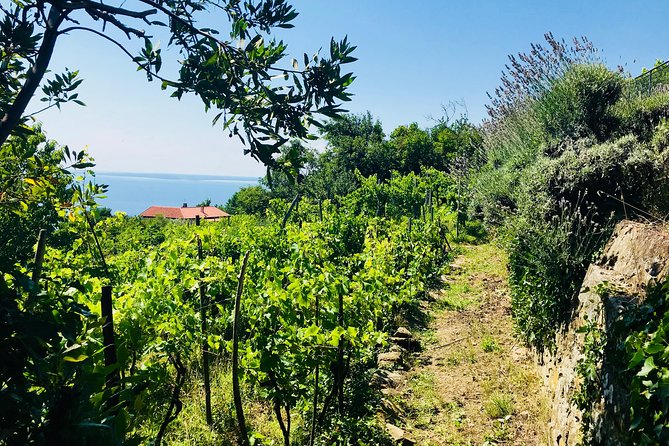 Prosecco Origins Wine Experience - The views are part of the value