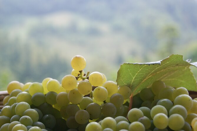 Prosecco’s Roots & the Karst Region from Trieste - What $155.22 buys you