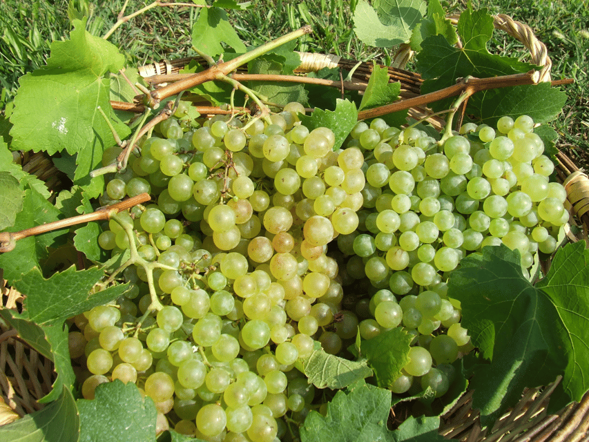 Prosecco Tasting in Countryside Winery - Starting at San Gregorio in Valdobbiadene