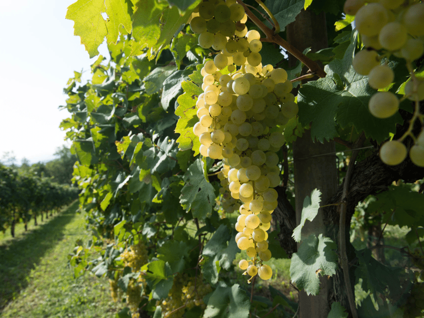 Prosecco Tasting in Countryside Winery - Price, group size, and what you receive