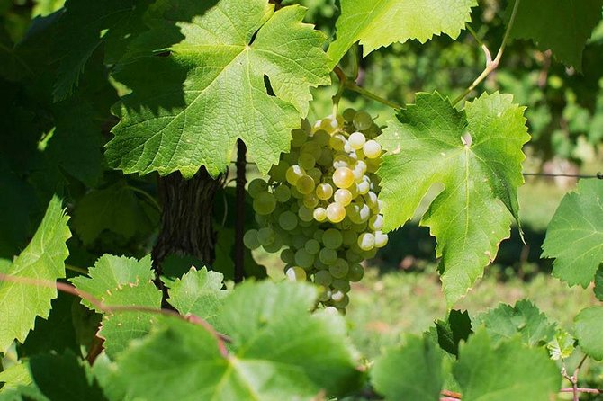 Prosecco Wine Tour. Full day from Venice - Why Valdobbiadene is worth a full day from Venice