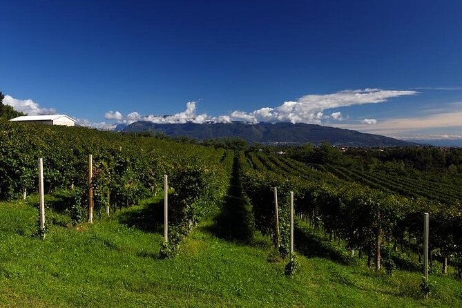 Prosecco Wine Tour with Sommelier – Pick-up from Treviso - Eight wines, with enough food to make it lunch