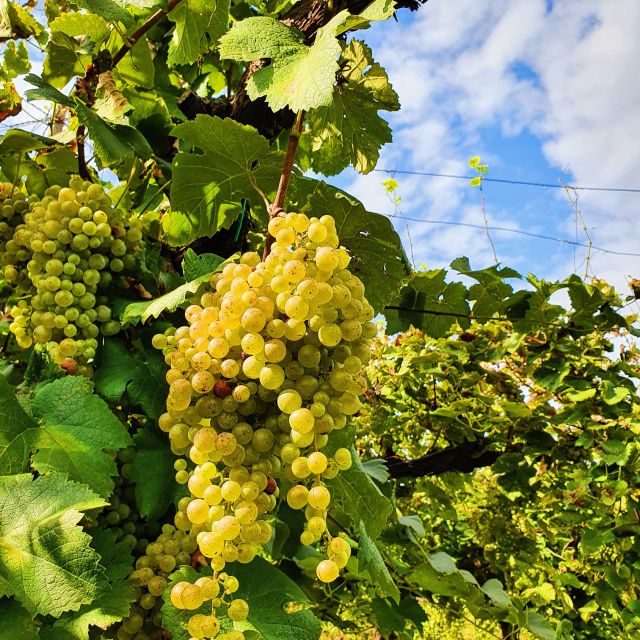 San Pietro di Feletto: Vineyard Tour with Cellar Visit - The pink house and ancient stables