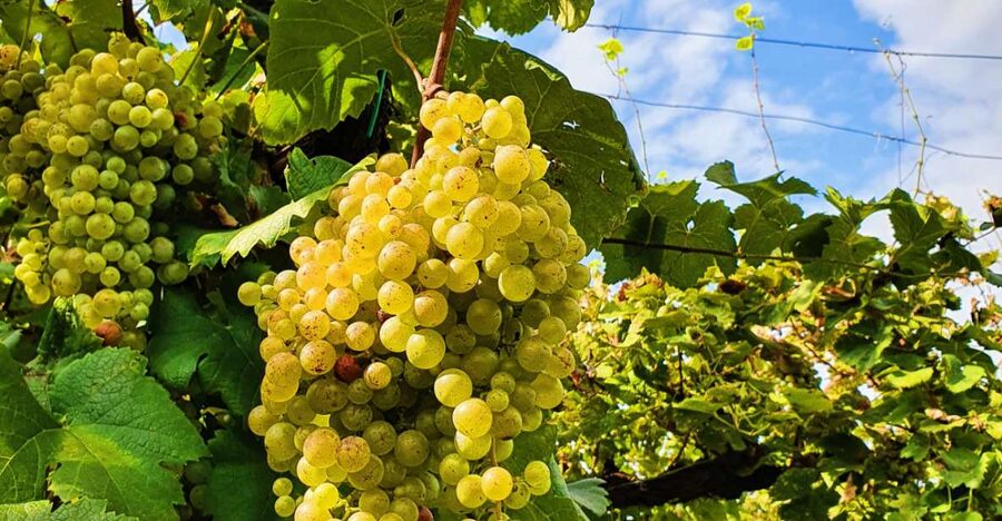 San Pietro di Feletto: Vineyard Tour with Cellar Visit - The former castle site and 360-degree panorama