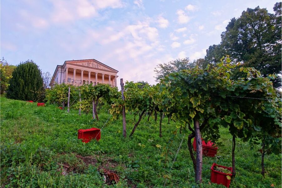 San Pietro di Feletto: Vineyard Tour with Cellar Visit - Should you book Mani Sagge?