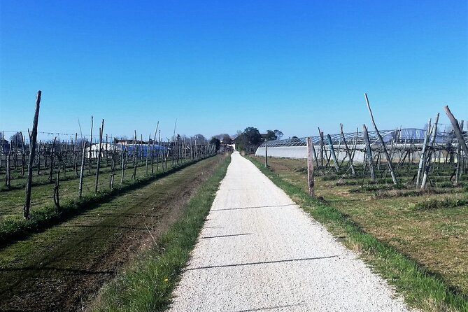 Sant’Erasmo Bike Tour in Venice’s Green Island - A family apiary and the taste of saltmarsh honey