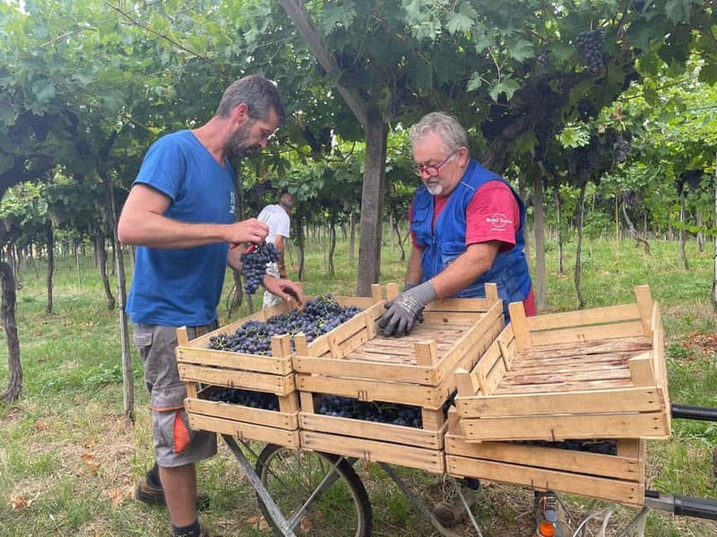 The grand tour of Amarone: 2 wineries with delicious lunch - Booking details worth knowing