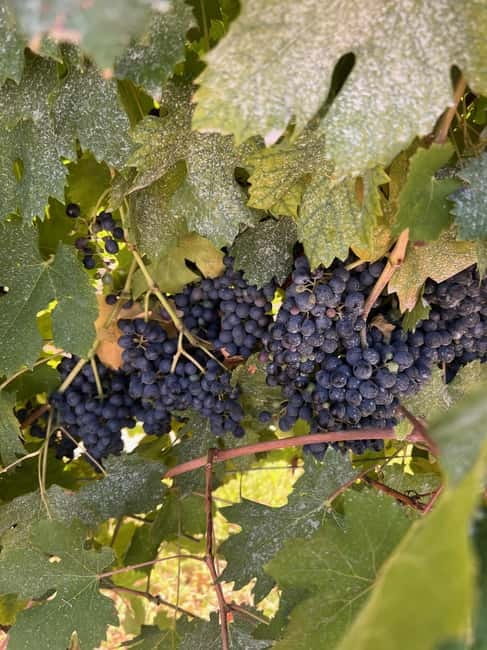 The grand tour of Amarone: 2 wineries with delicious lunch - A walk among Valpolicella’s native grapes