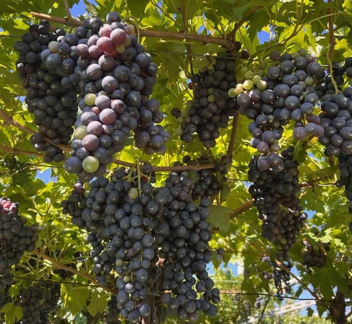 The grand tour of Amarone: 2 wineries with delicious lunch - Lunch in a 15th-century cellar