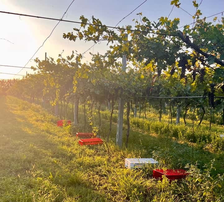 The grand tour of Amarone: 2 wineries with delicious lunch - What the $254.89 price includes