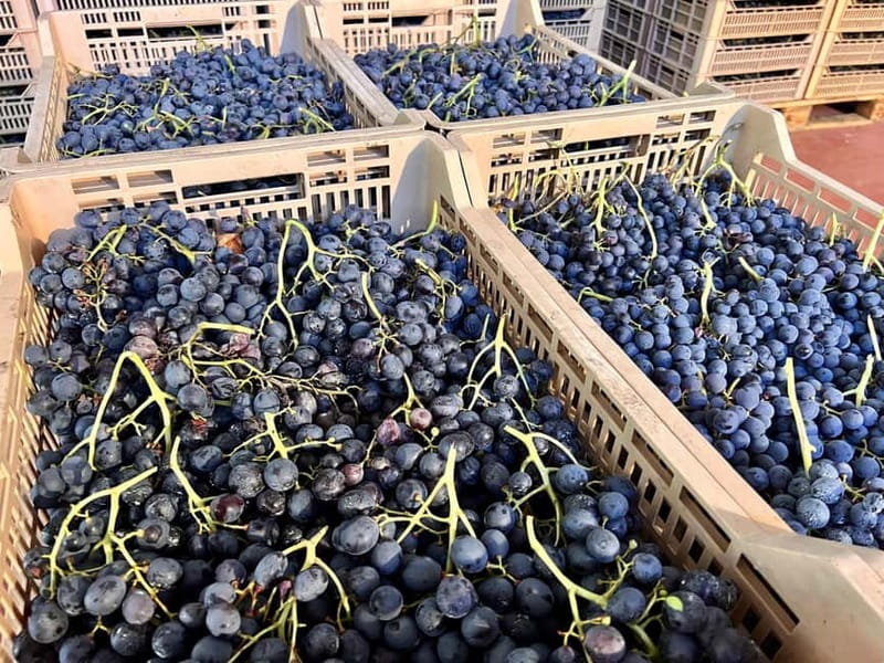 The grand tour of Amarone: 2 wineries with delicious lunch - Why Amarone deserves a full tasting