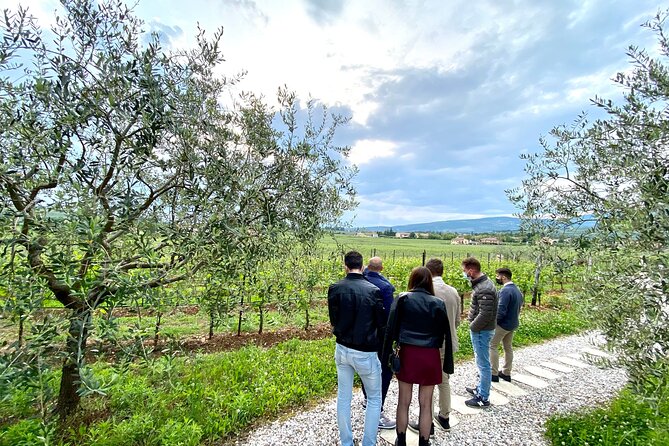 The Grand tour of Valpolicella: 2 Wineries, Lunch & Amarone focus - Vineyard views and the final tasting near Sant’Ambrogio