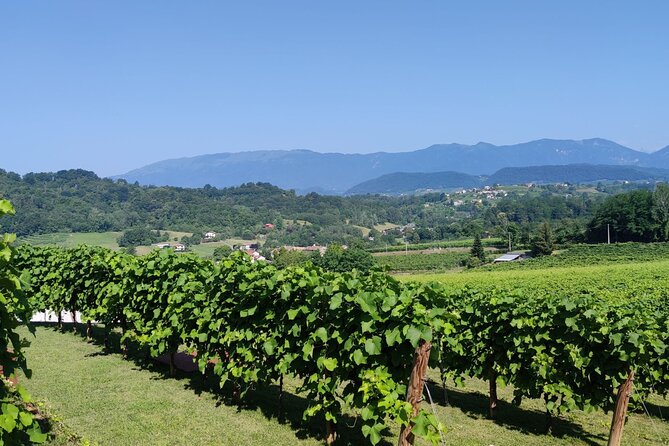 Tour and tasting in the hills of Prosecco Superiore DOCG - Seeing how the grapes become wine