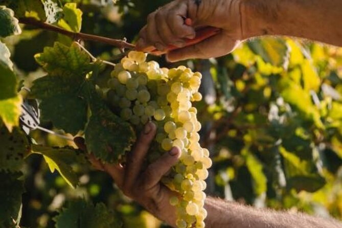 Tour in the Prosecco Hills Tour from Padua - How Prosecco becomes Prosecco Superiore DOCG