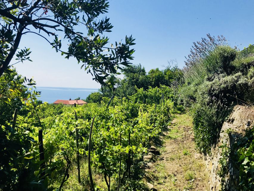 Trieste: 2.5-Hour Prosecco Origins Tour and Tastings - Who will enjoy this experience most?
