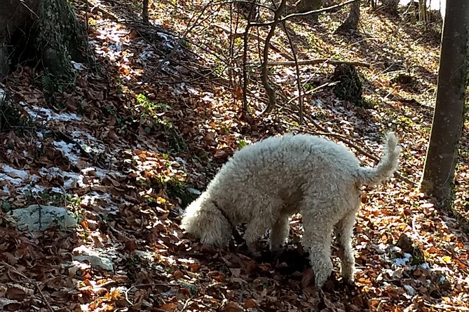 Truffle hunting and lunch experience in a restaurant - What the $168.20 price includes in practical terms