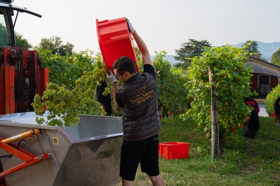 Valdobbiadene: Prosecco Tasting Experience - Booking details worth knowing