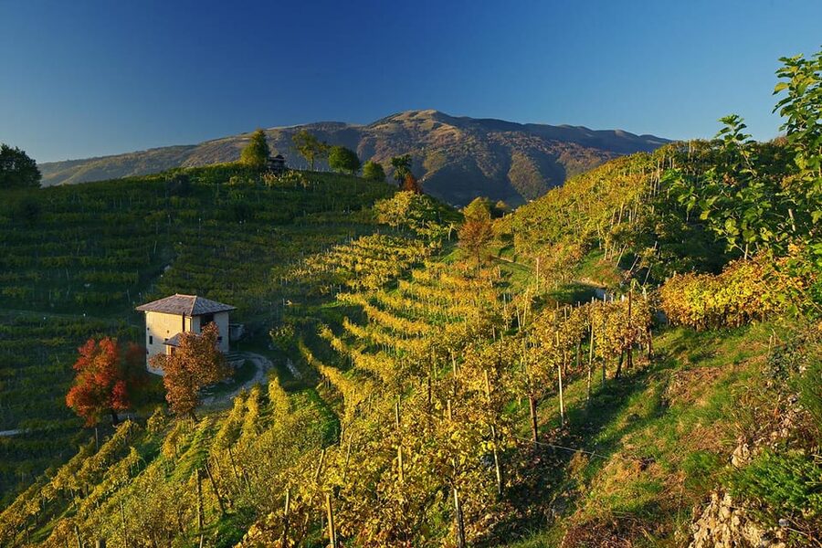 Valdobbiadene: Prosecco tasting with winery & vineyard tour - Group size, language, and practical comfort