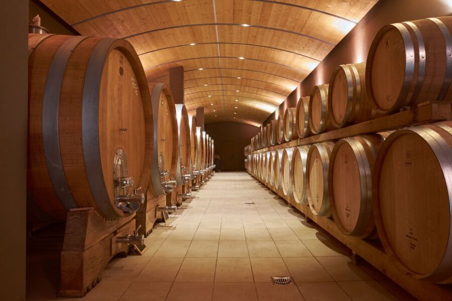 Valpolicella: Amarone Experience with Cantina Visit - From vineyard rows to the production rooms