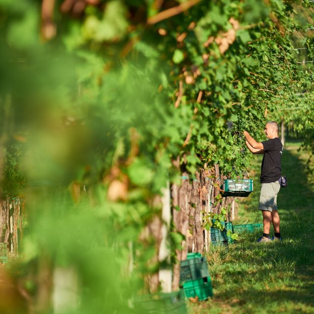 Valpolicella: Amarone Experience with Cantina Visit - Five pours, several vintages, and one serious comparison