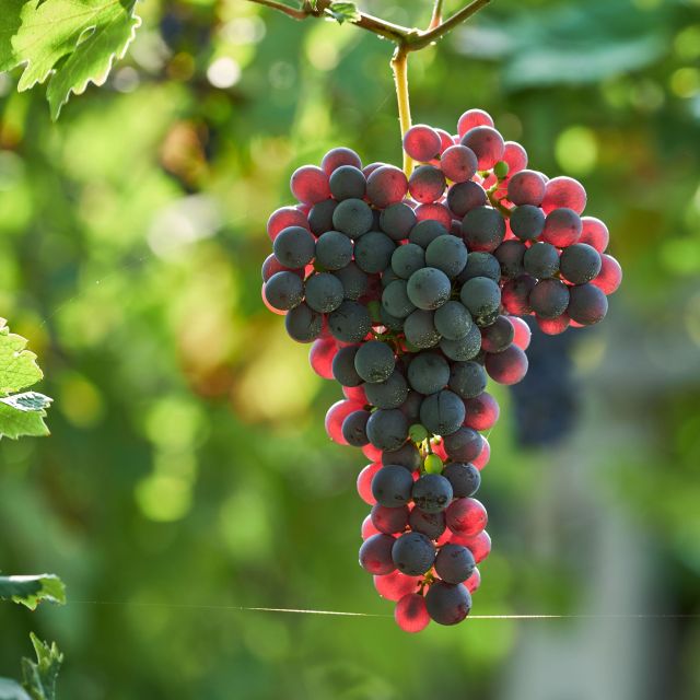 Valpolicella: Amarone Experience with Cantina Visit - Who will enjoy this Amarone experience most?