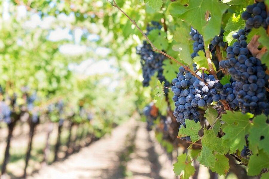 Valpolicella: Wine Tasting With A Sommelier and Light Lunch - Why Valpolicella works so well for a wine tasting