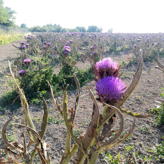 Venice: Bike Tour Honey & artichockes on Sant’Erasmo Island - Seeing San Francesco del Deserto and the island church