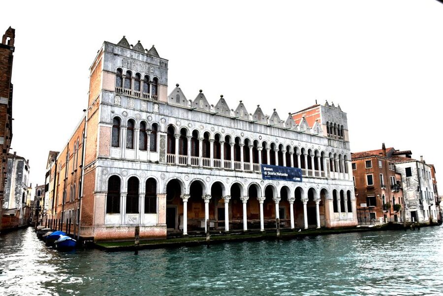 Venice: Natural History Museum Entry Ticket - Start with the fossils and prehistoric giants