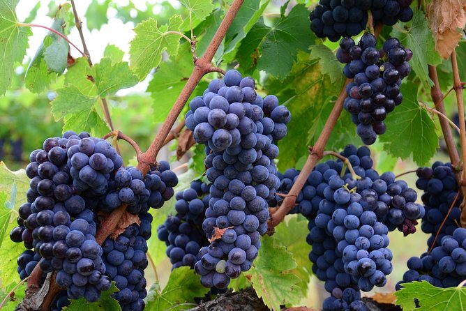 Verona area: Wine Tasting Experience in Valpolicella - Why this Valpolicella visit works well from Verona
