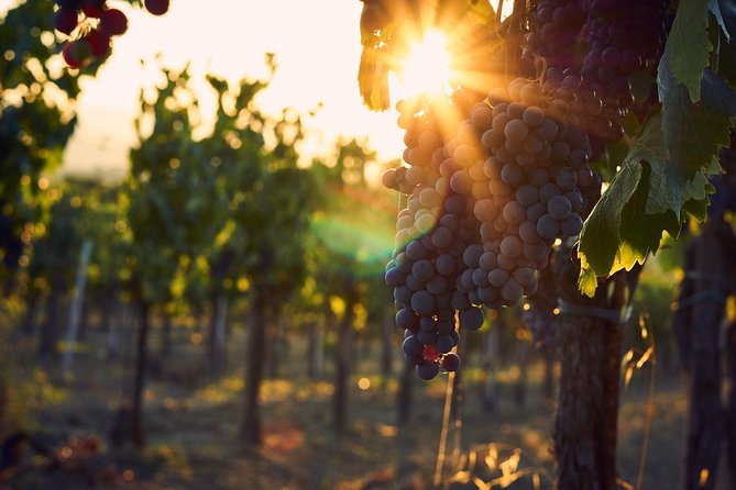 Verona area: Wine Tasting Experience in Valpolicella - Entering Azienda Vinicola Farina in Pedemonte