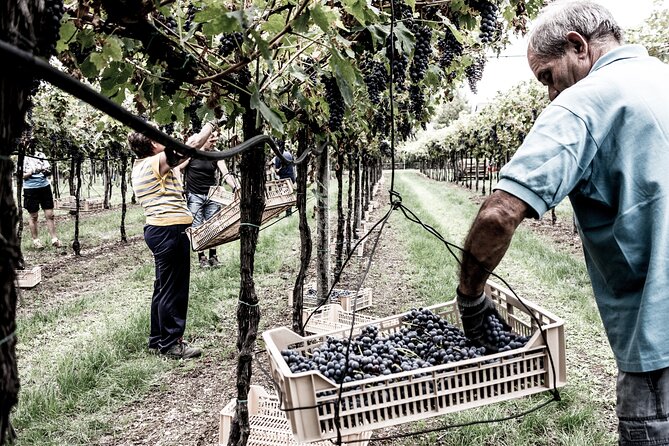 Verona area: Wine Tasting Experience in Valpolicella - The value of $42.14 per person