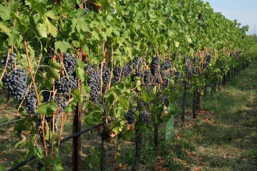 Verona: Wine Tasting with Snacks and Panoramic Views - The terrace view over Verona