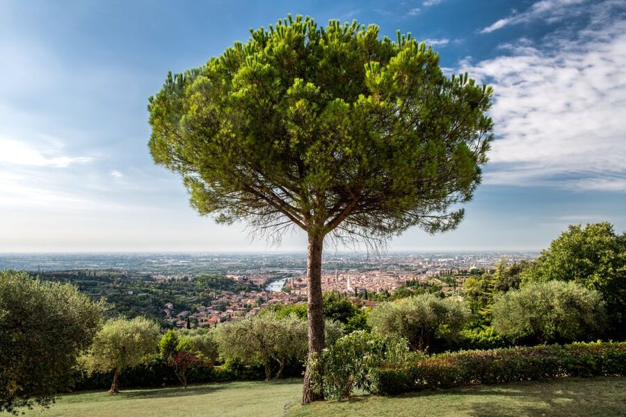Verona: Wine Tasting with Snacks and Panoramic Views - A few details that affect the experience