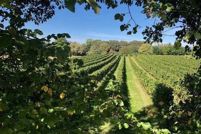 Vineyard tour and tasting of 6 Garda Wines with Giovanna Tantini - Walking through the vineyard