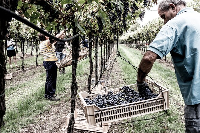 Vineyard Tour with Light Lunch in Valpolicella - Farina’s cellar, barrels, barriques, and concrete amphorae