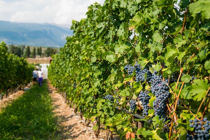 Vineyard tour with tasting of 4 wines on Garda Hills - The atmosphere, from sunny hills to rainy cellar
