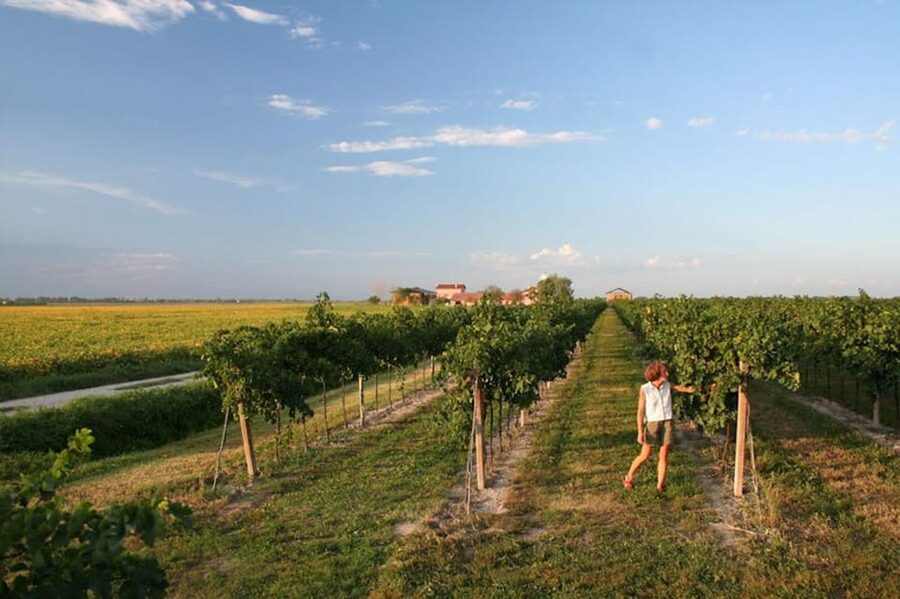Wine Tour in the Hemingway lands close to Caorle Lagoon - Inside the winery, from grapes to finished wine