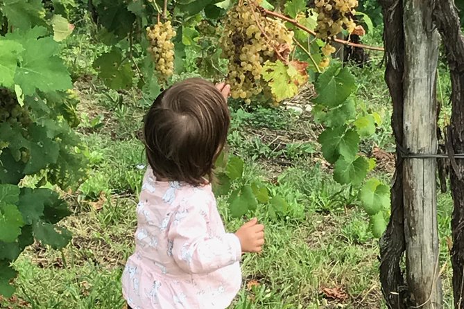 Wine Tour whit wine tasting - Key points to know before booking