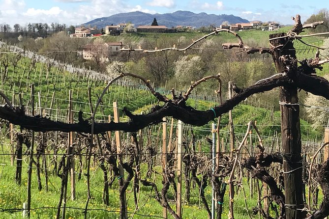 Wine Tour whit wine tasting - What the Prosecco tasting adds